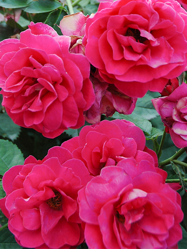 Rosa 'george vancouver'  shrub rose