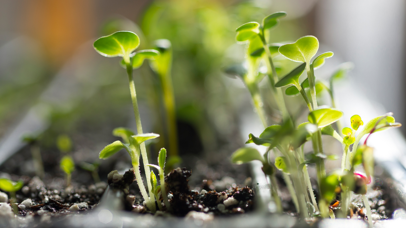 seeds sprouting