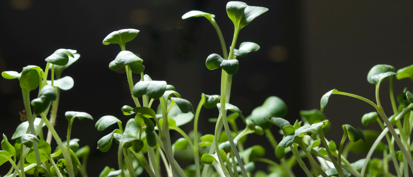 Seeds sprouting