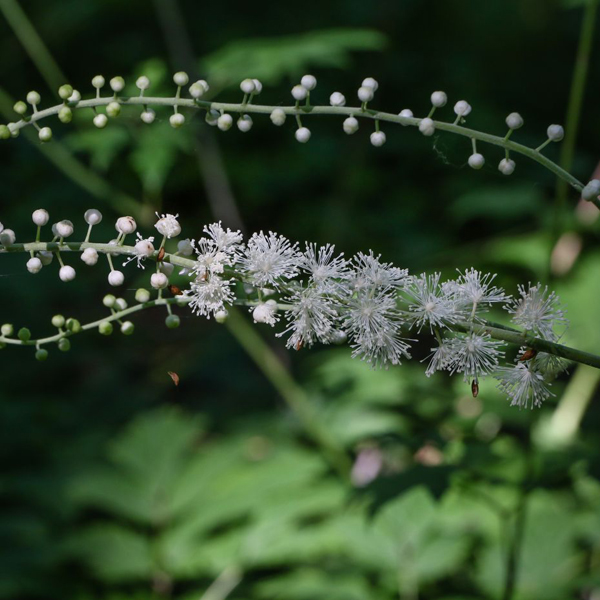 Black cohosh  Black cohosh or bugbane (Actaea racemosa)