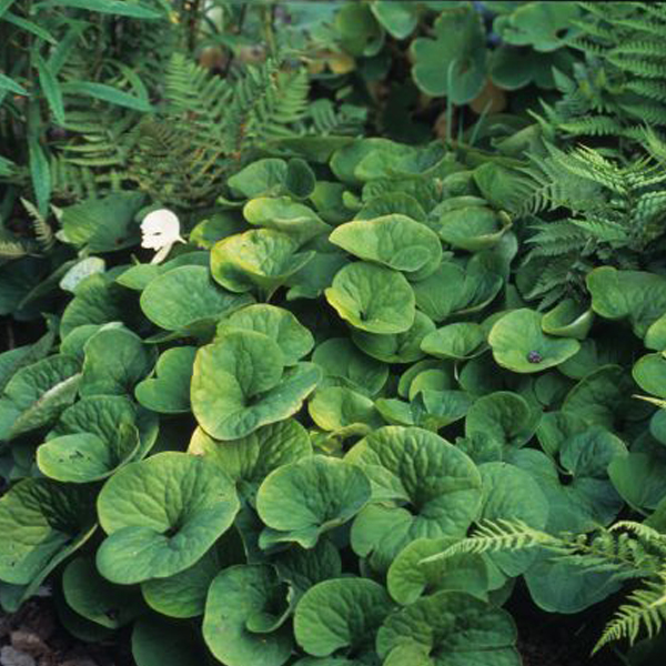 Canadian wild ginger  Canadian wild ginger (Asarum canadense)