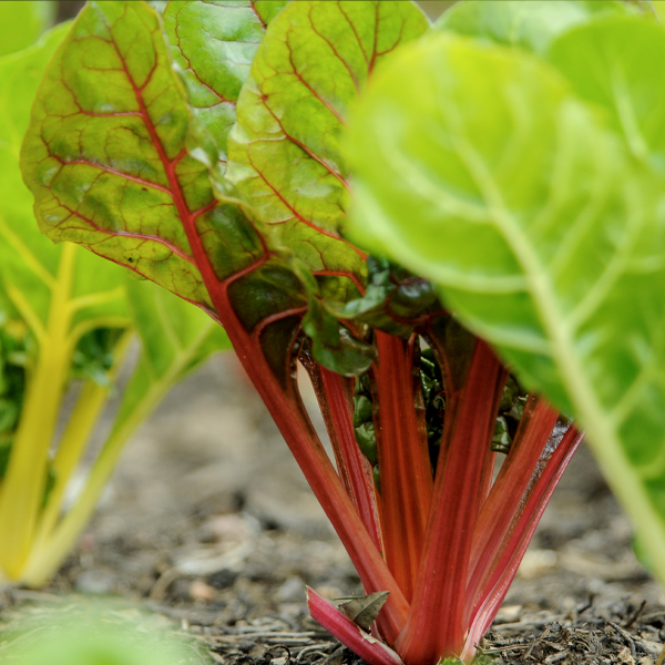 Swiss Chard