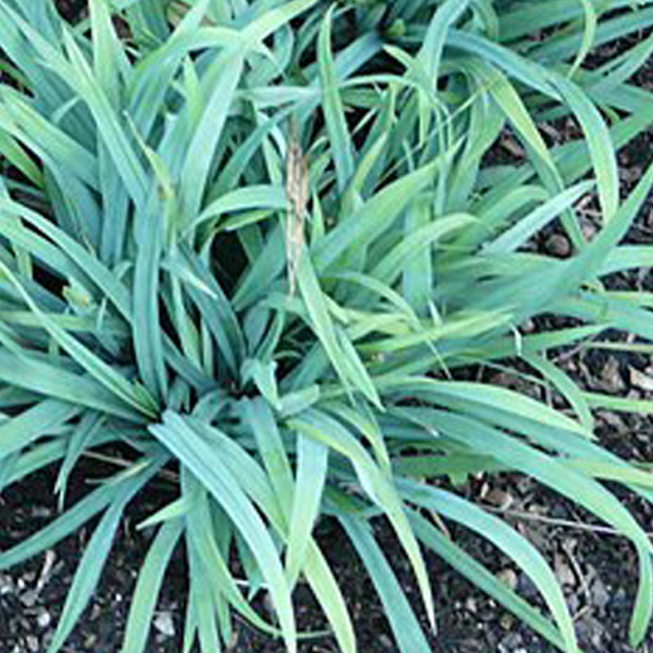 Creeping sedge (Carex laxiculmis)