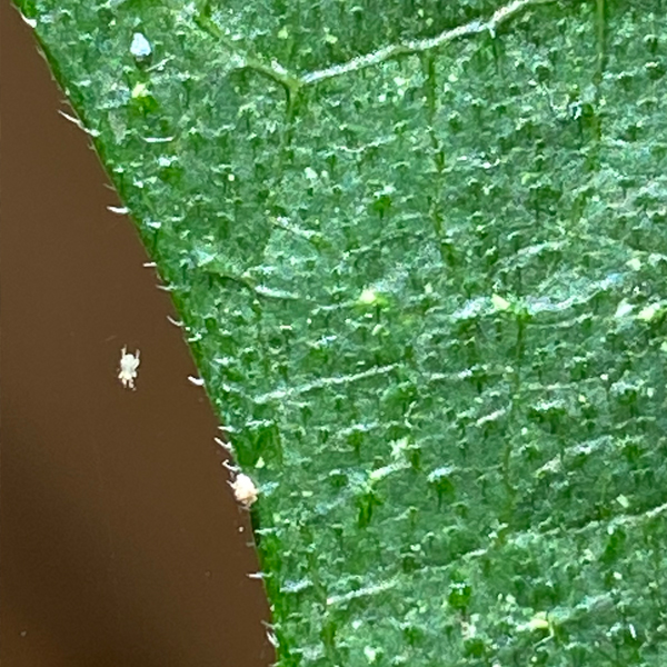 Mealy Bug and Spider Mite