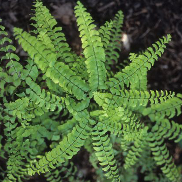 Maidenhair Fern  Northern maidenhair fern (Adiantum pedatum)