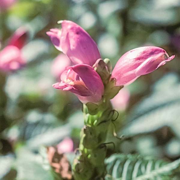 Turtlehead (Chelone obliqua)