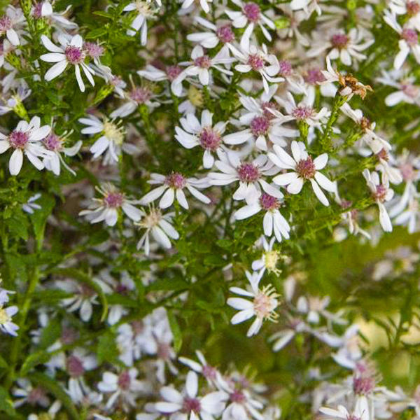 Blue wood aster (Symphyotrichum cordifolium)