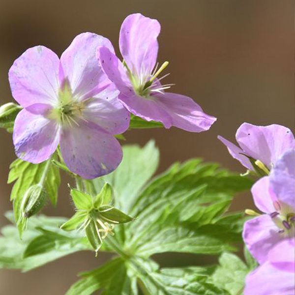 Wild or wood geranium  Wild or wood geranium (Geranium maculatum)