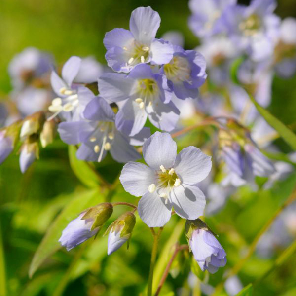 Jacob's ladder  Jacob’s ladder (Polemonium reptans)