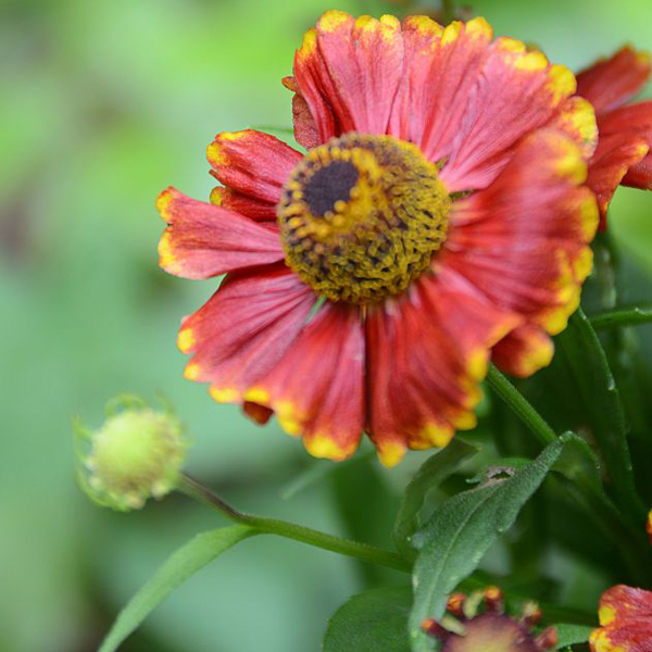 Helenium Red Jewel