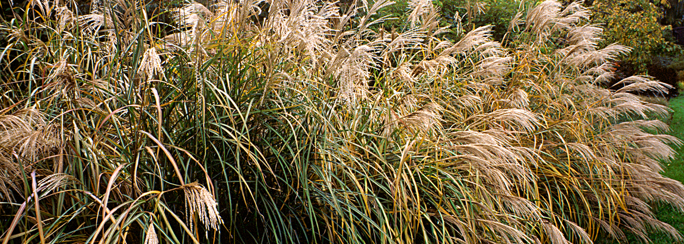 Grasses