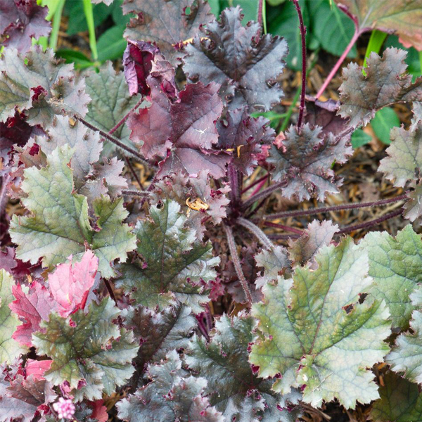 Heuchera dark mystery