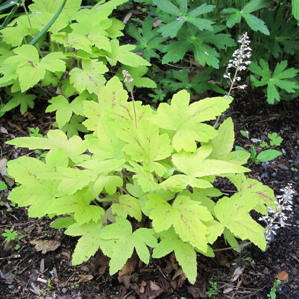 Heucherella Sunrise Falls