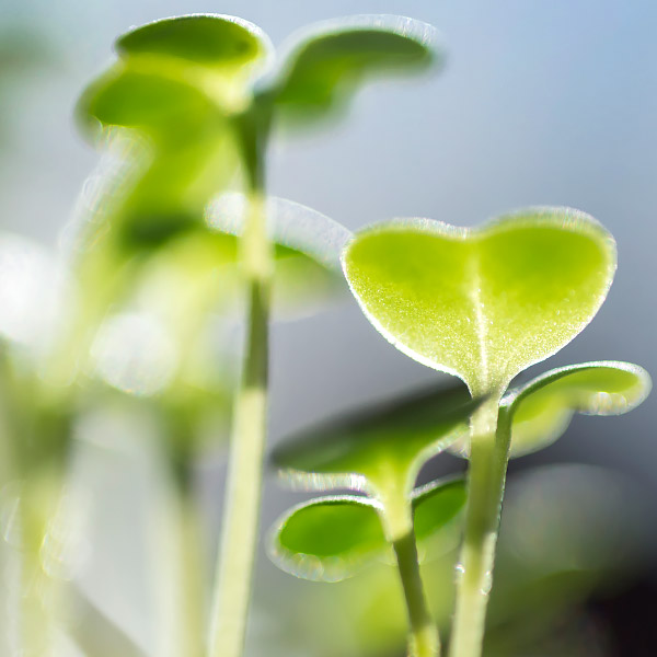 seeds sprouting