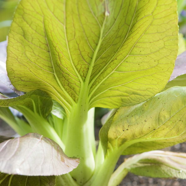 Bok choi