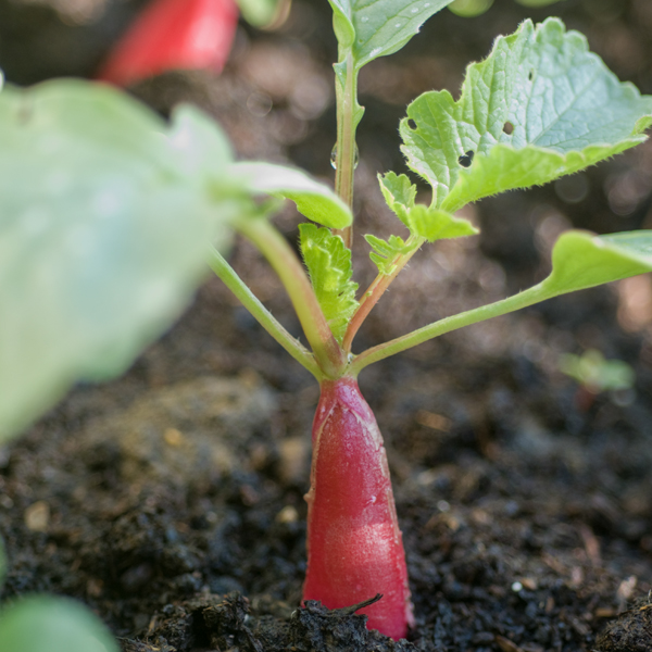 Radish