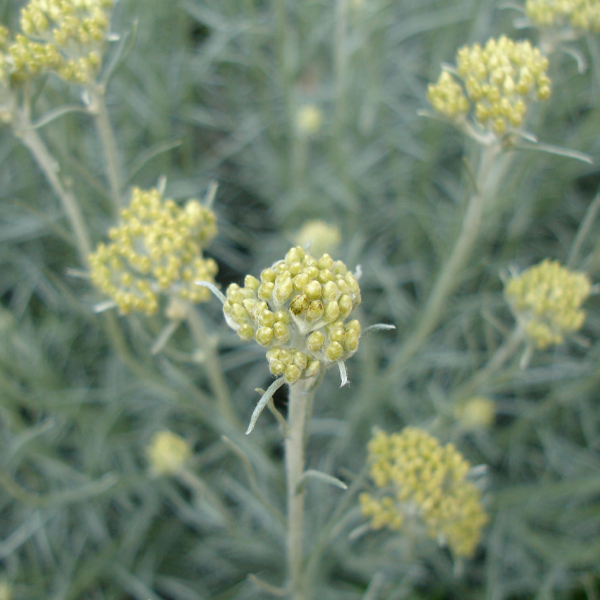 Curry plant