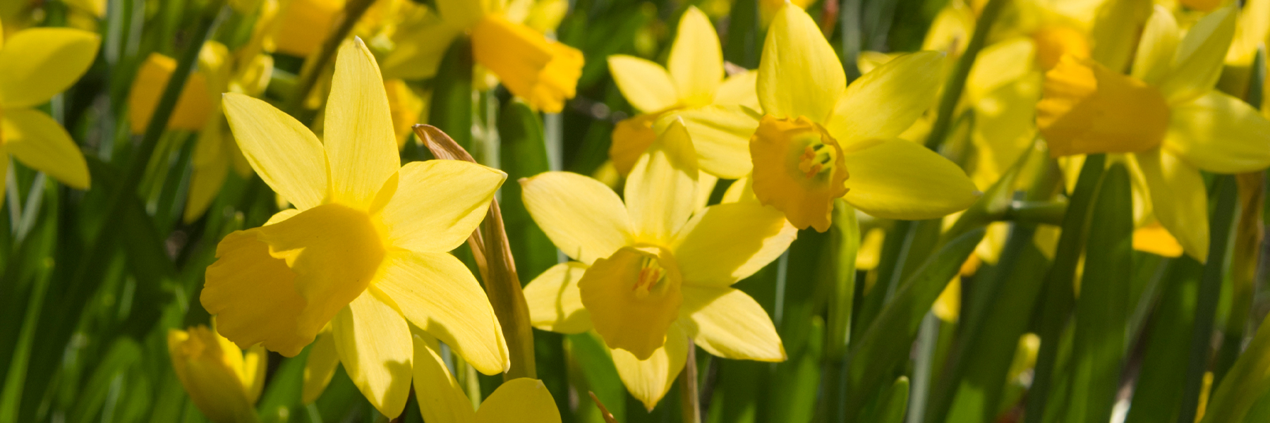 Daffodils