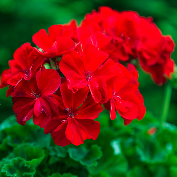 Geraniums (Pelargonium) 