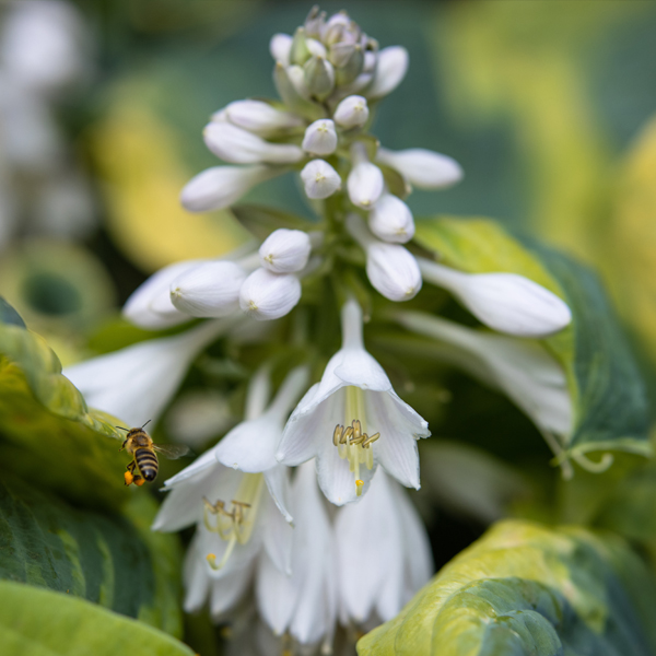 Hostas 'Honeybells'