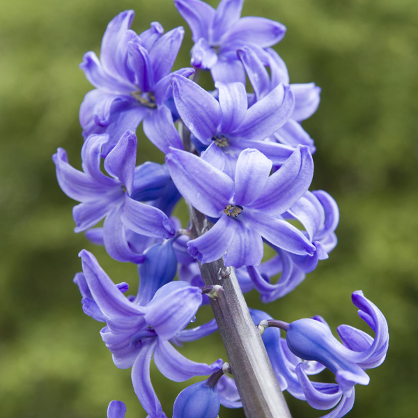 Hyacinthus orientalis 'Delft Blue'