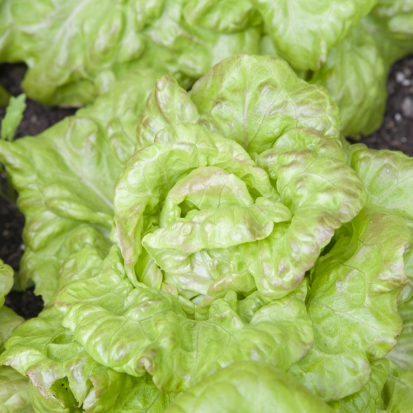 Lettuce: lactuca sativa 'Indiana Amish' 