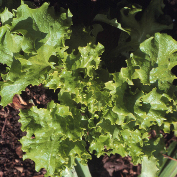 Parsley