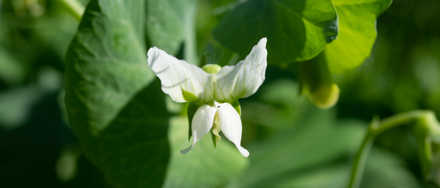 Pea flower