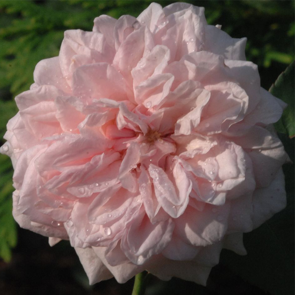 Rosa 'Souvenir de la Malmaison'