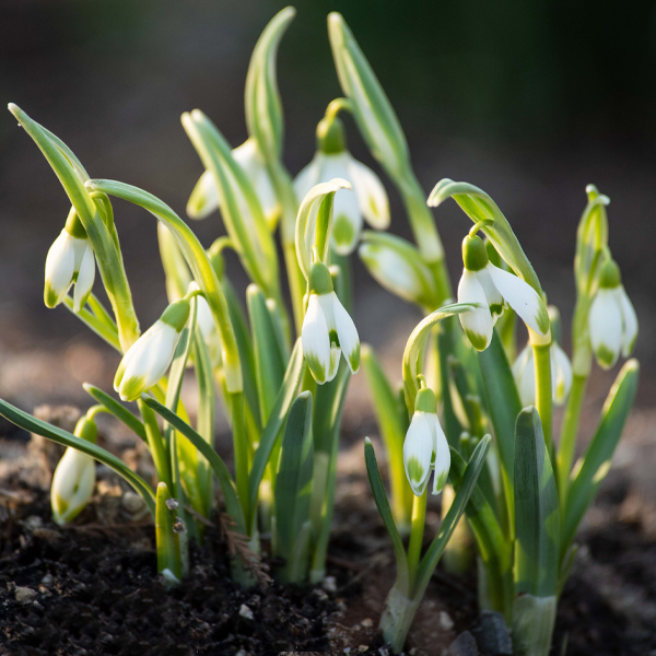 PHOTO: Galanthus nivalis 'White Dream'  Snowdrops (Galanthus)