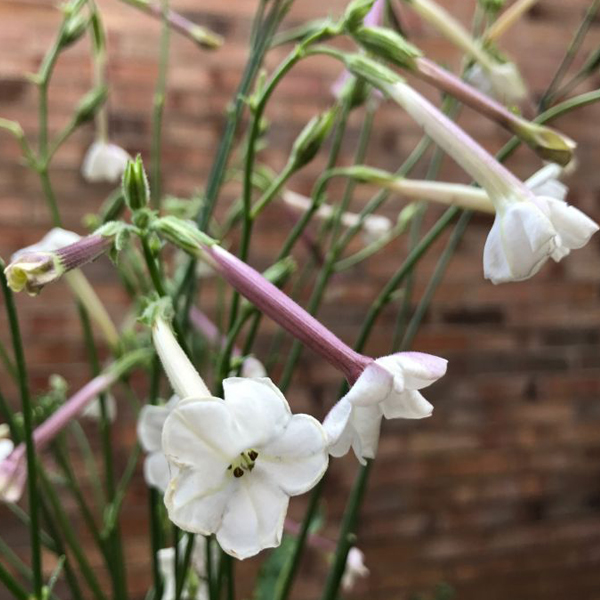 Tobacco flower