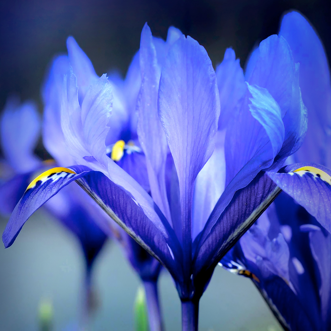 Chicago Botanic Garden – Bloom