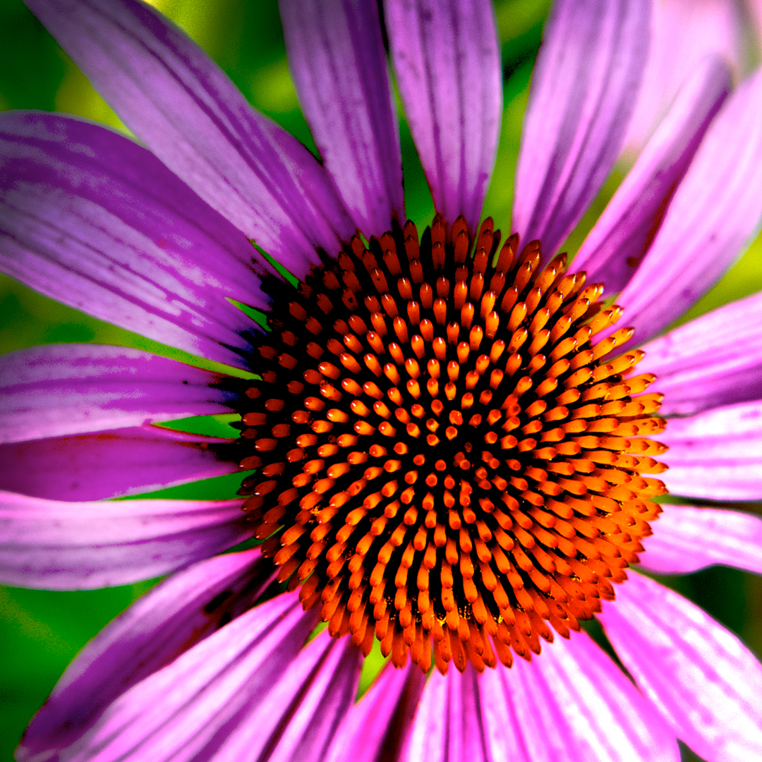 Chicago Botanic Garden – Coneflower