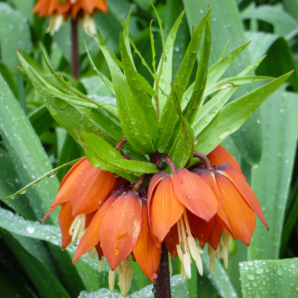 Crown imperial fritillary (Fritillaria imperialis)