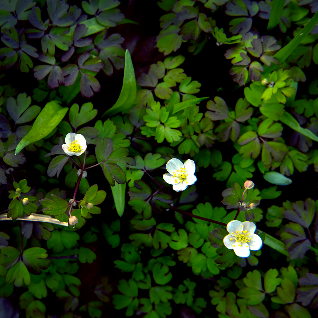 Chicago Botanic Garden – Biodiversity
