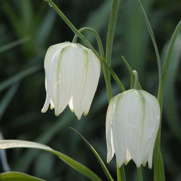 Checkered snake's head fritillary