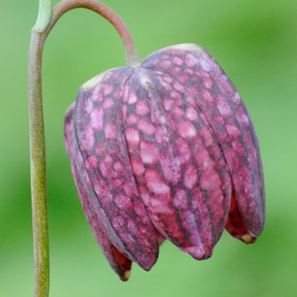 Checkered fritillary