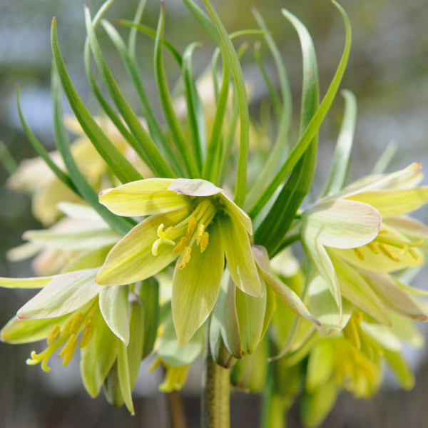 Fritillaria raddaeana