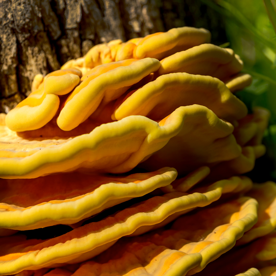 Chicago Botanic Garden – Fungi