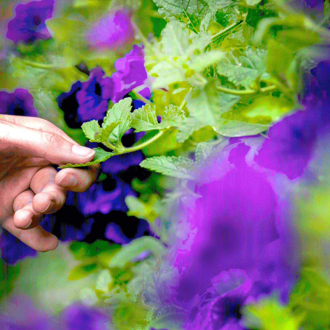 Chicago Botanic Garden – Learning