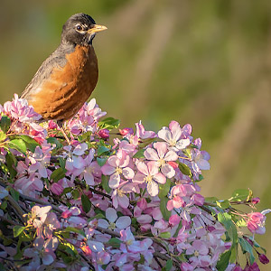 Spring Flowering Trees