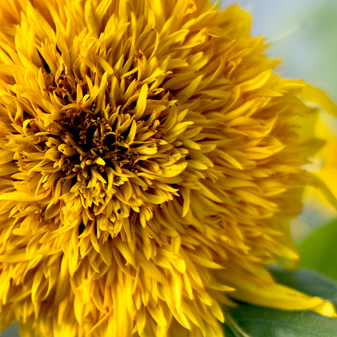 Chicago Botanic Garden – Bloom