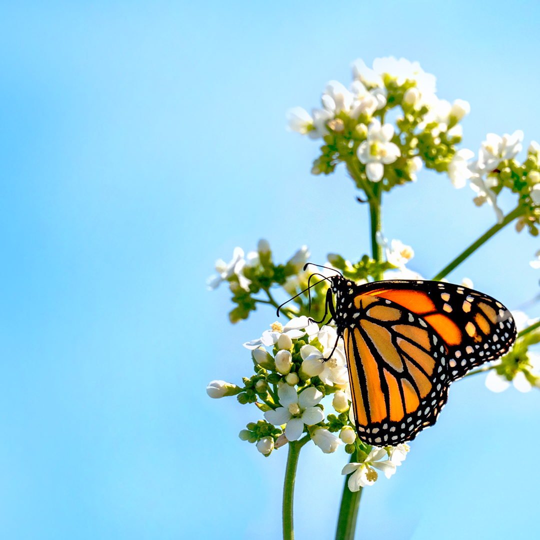 Chicago Botanic Garden – Pollinators