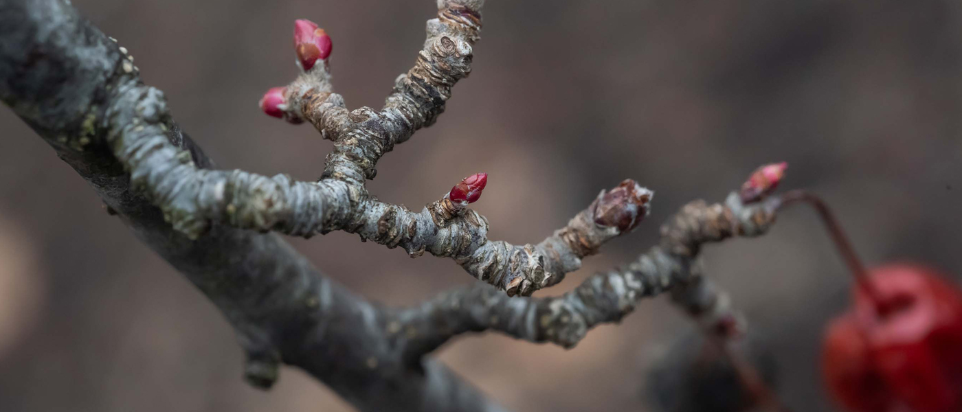 Crabapple (malus ‘Adams’) 