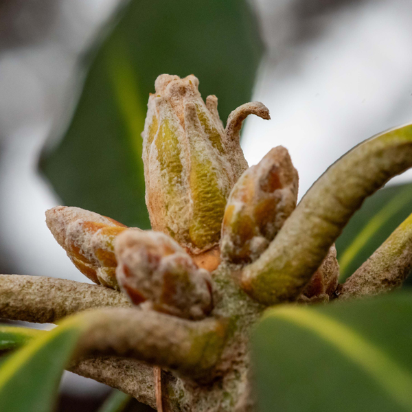 buds-rhododendron-cecile