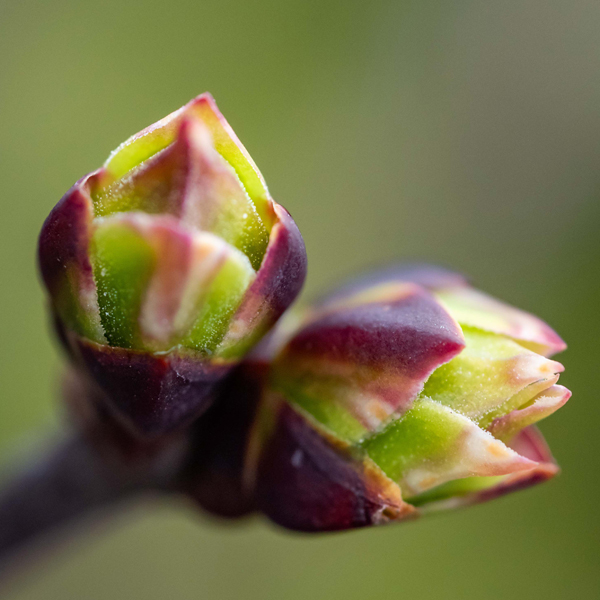 buds-syringa-bailbridget