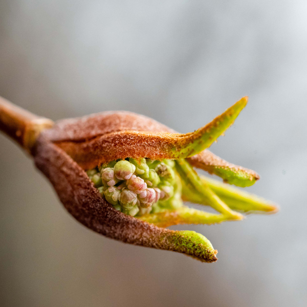 buds-viburnum-prunifolium