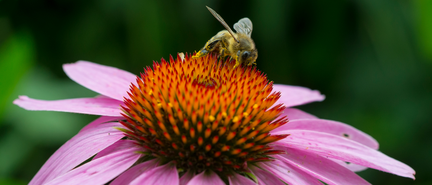 Pollinator: bee