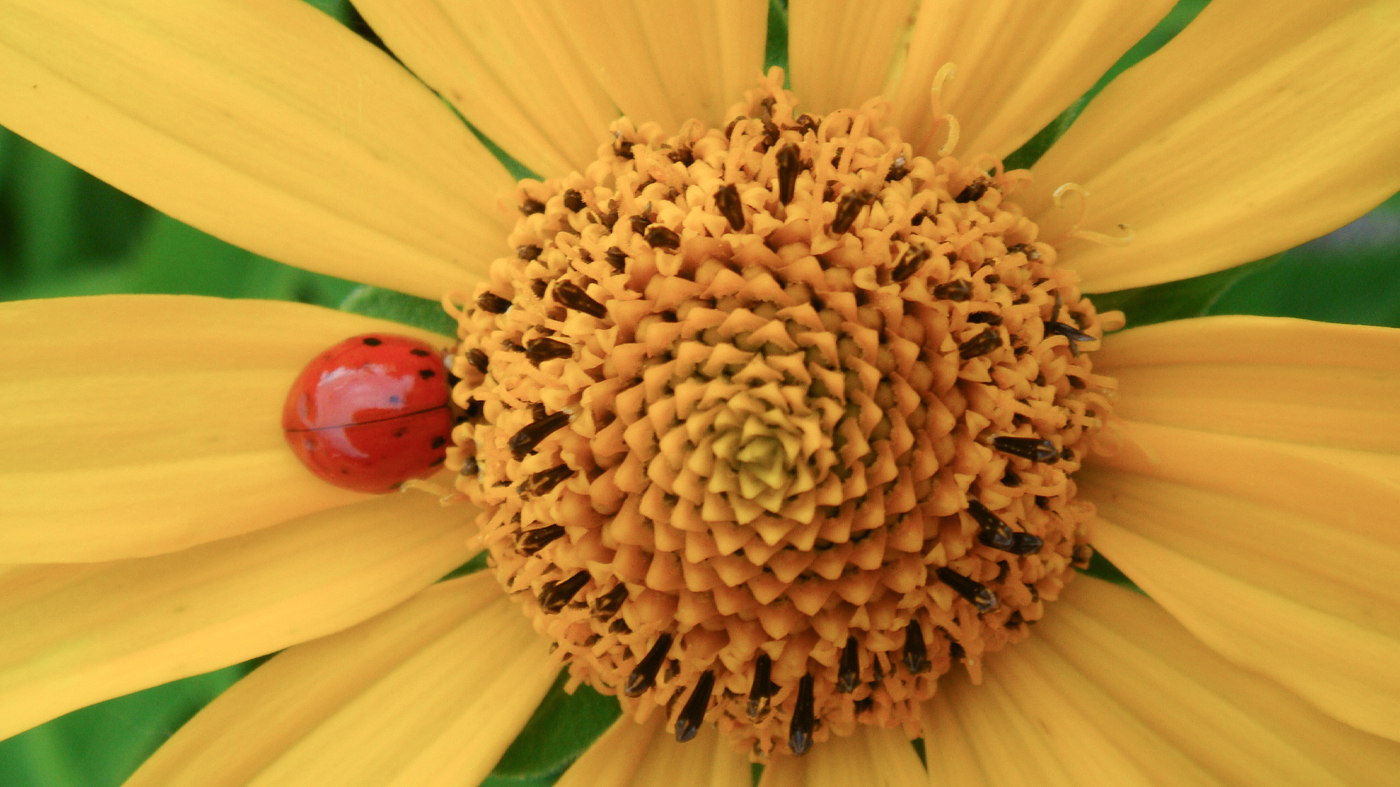 Pollinator: ladybug