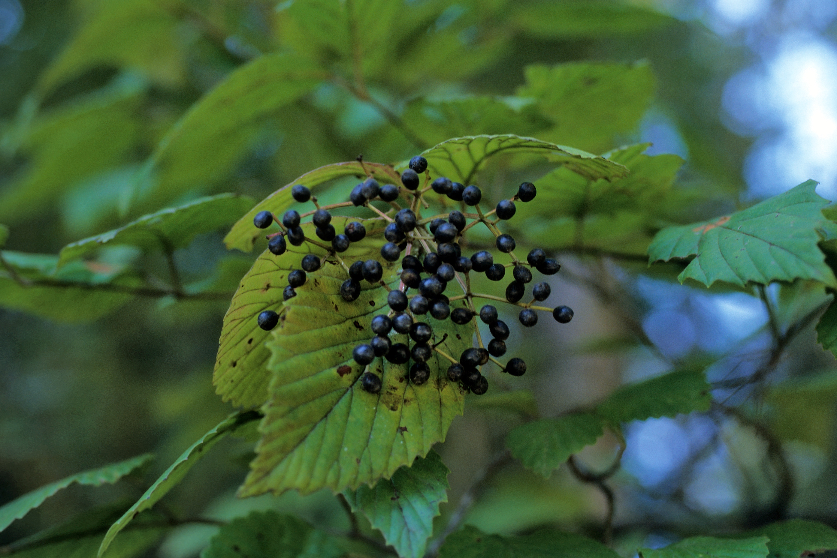 Viburnum Dentatum